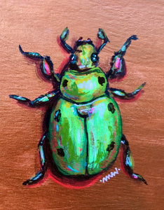 Bright Eyed Beetle